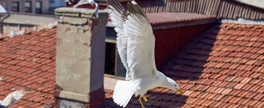 Residential Chimney Animal Removal Solution in Fillmore, CA